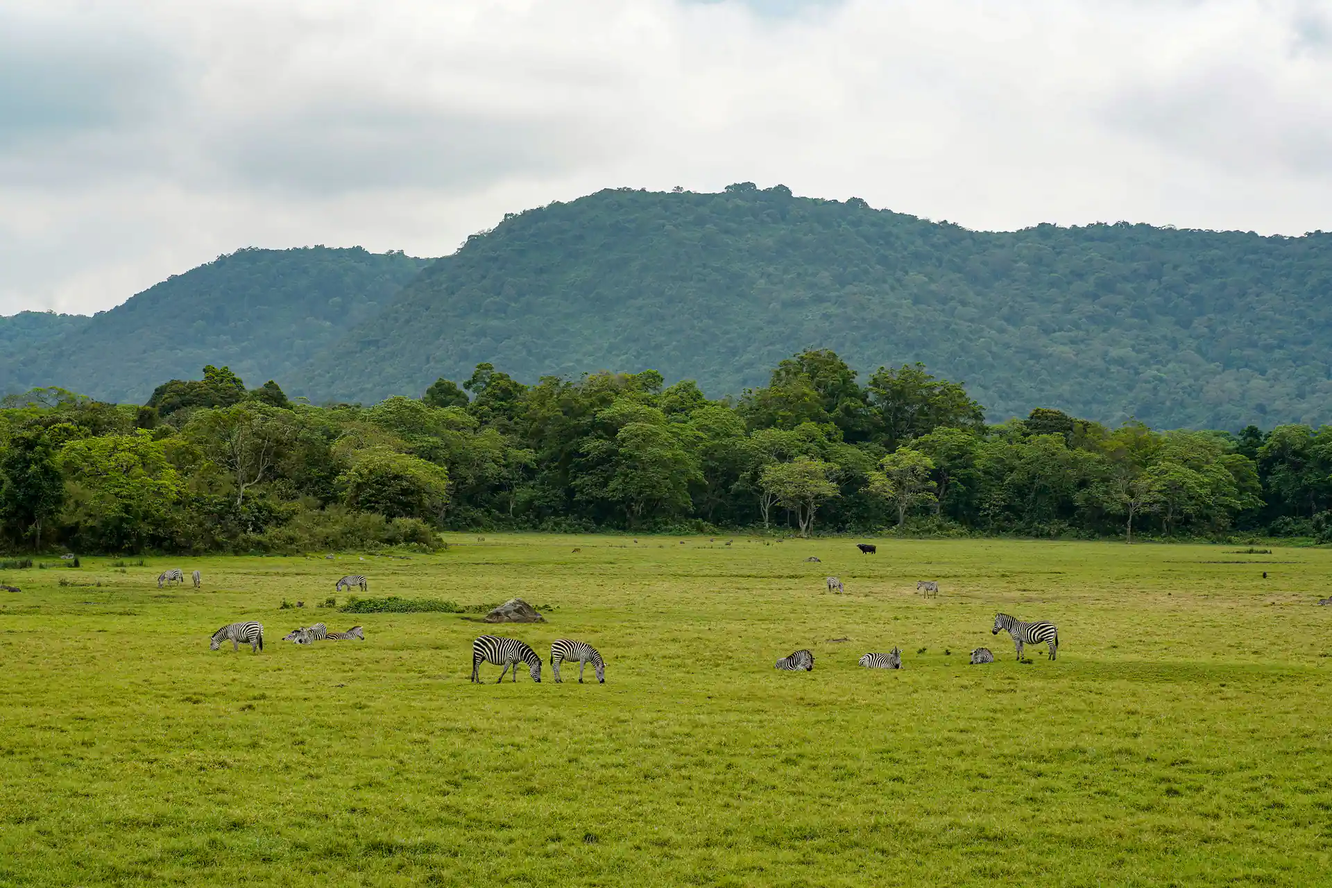 Arusha National Park with Mount Meru, Momella Lakes and giraffes